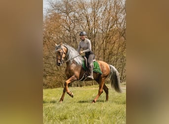 PRE, Hengst, 7 Jahre, 164 cm, Palomino