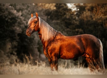 PRE, Hengst, 8 Jahre, 164 cm, Palomino