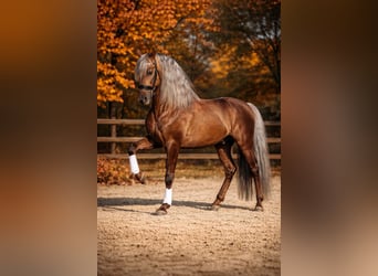 PRE, Hengst, 8 Jahre, 164 cm, Palomino