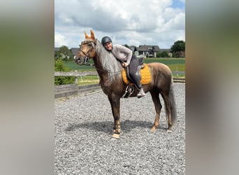 PRE, Hengst, 7 Jahre, 164 cm, Palomino