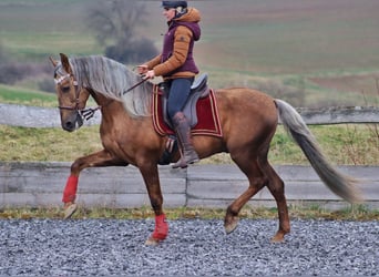 PRE, Hengst, 7 Jahre, 164 cm, Palomino