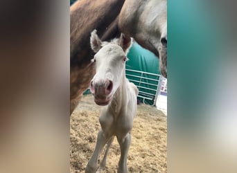 PRE, Hengst, 8 Jahre, 164 cm, Palomino