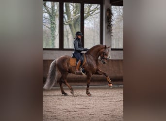 PRE, Hengst, 8 Jahre, 164 cm, Palomino