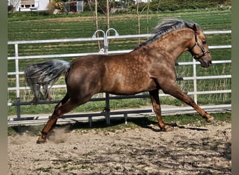 PRE, Hengst, 7 Jahre, 164 cm, Palomino