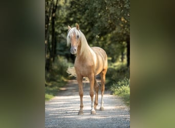 PRE, Hengst, 4 Jahre, 166 cm, Palomino