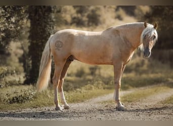 PRE, Hengst, 4 Jahre, 166 cm, Palomino