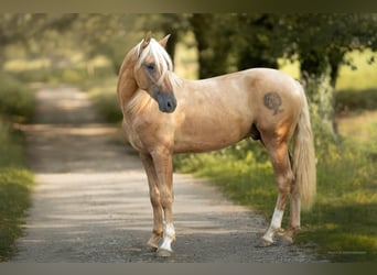 PRE, Hengst, 4 Jahre, 166 cm, Palomino