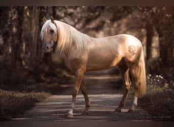 PRE, Hengst, 4 Jahre, 168 cm, Palomino