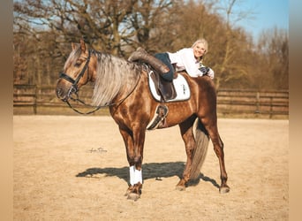 PRE, Hengst, 7 Jahre, 164 cm, Palomino