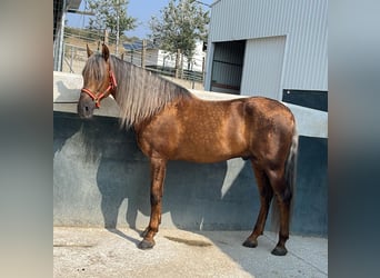 PRE, Hengst, 7 Jahre, 164 cm, Palomino