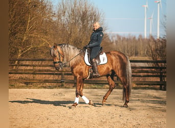 PRE, Hengst, 7 Jahre, 164 cm, Palomino