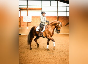 PRE, Hengst, 7 Jahre, 164 cm, Palomino