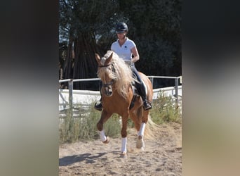 PRE, Hengst, 12 Jaar, 160 cm, Palomino