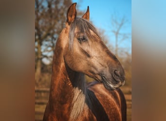 PRE, Hengst, 7 Jaar, 164 cm, Palomino