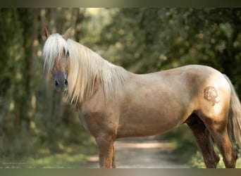 PRE, Hengst, 4 Jaar, 166 cm, Palomino