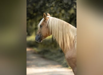 PRE, Hengst, 4 Jaar, 168 cm, Palomino