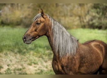 PRE, Hengst, 7 Jaar, 164 cm, Palomino