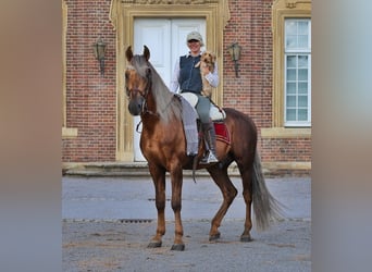 PRE, Hengst, 7 Jaar, 164 cm, Palomino