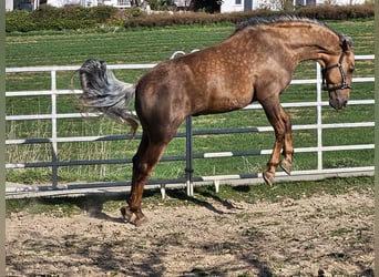 PRE, Hengst, 7 Jaar, 164 cm, Palomino