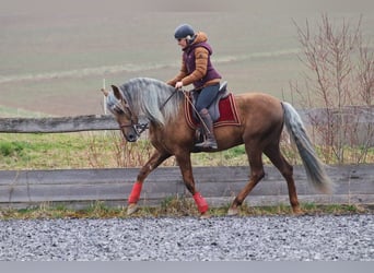 PRE, Hengst, 7 Jaar, 164 cm, Palomino