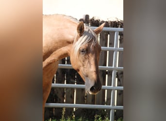 PRE, Hengst, 4 Jahre, 164 cm, Palomino