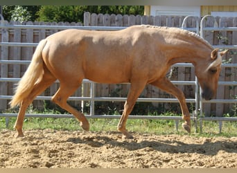 PRE, Hengst, 4 Jahre, 164 cm, Palomino
