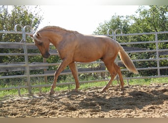 PRE, Hengst, 4 Jahre, 164 cm, Palomino