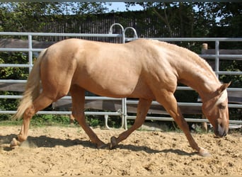 PRE, Hengst, 4 Jahre, 164 cm, Palomino