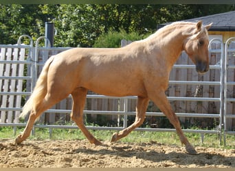 PRE, Hengst, 4 Jahre, 164 cm, Palomino