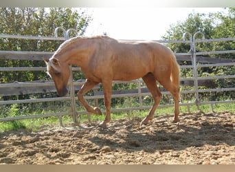 PRE, Hengst, 4 Jaar, 164 cm, Palomino
