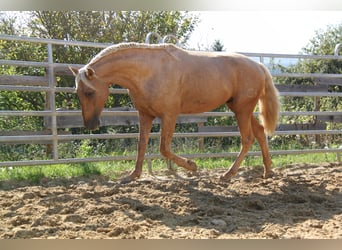 PRE, Hengst, 4 Jaar, 164 cm, Palomino
