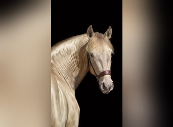 PRE, Hengst, 5 Jahre, 160 cm, Pearl