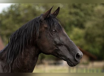 PRE, Hengst, 16 Jaar, 165 cm, Pearl