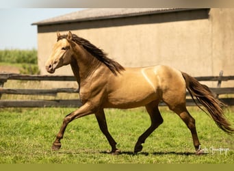 PRE, Hengst, 5 Jaar, 165 cm, Pearl