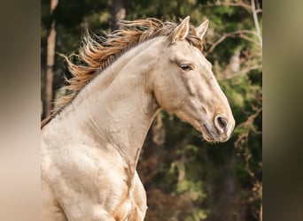 PRE, Hengst, 6 Jahre, 165 cm, Pearl
