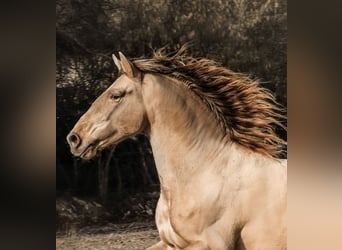 PRE, Hengst, 6 Jahre, 165 cm, Pearl