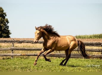 PRE, Hengst, 5 Jahre, 165 cm, Pearl