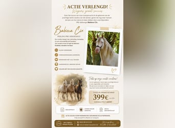 PRE, Hengst, 9 Jahre, 164 cm, Perlino