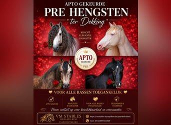 PRE, Hengst, 9 Jahre, 164 cm, Perlino