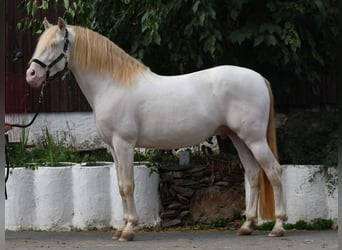 PRE, Hengst, 14 Jaar, 152 cm, Perlino