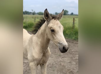 PRE, Hengst, 9 Jaar, 164 cm, Perlino