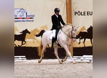 PRE, Hengst, 8 Jahre, 170 cm, Perlino