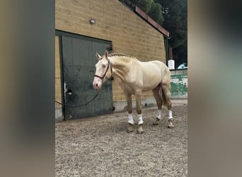 PRE, Hengst, 4 Jaar, 174 cm, Perlino