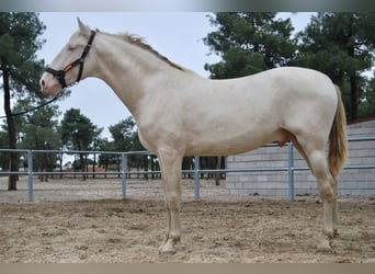 PRE, Hengst, 4 Jaar, 174 cm, Perlino