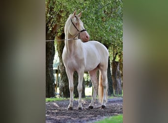 PRE, Hengst, 9 Jaar, 164 cm, Perlino