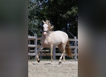 PRE, Hengst, 9 Jaar, 164 cm, Perlino