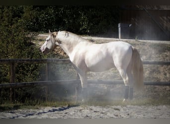 PRE, Hengst, 8 Jaar, 170 cm, Perlino