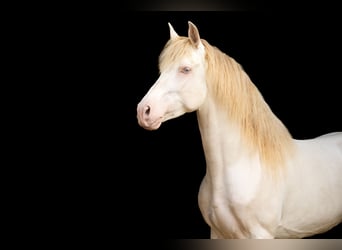 PRE, Hengst, 8 Jahre, 158 cm, Perlino