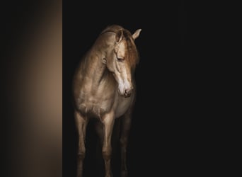 PRE, Hengst, 10 Jaar, 163 cm, Perlino
