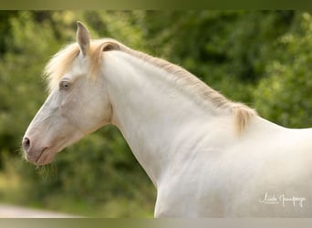 PRE, Hengst, 8 Jaar, 158 cm, Perlino